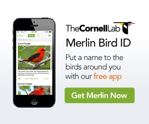 Get Merlin Bird ID