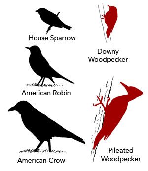 comparative sizes of birds