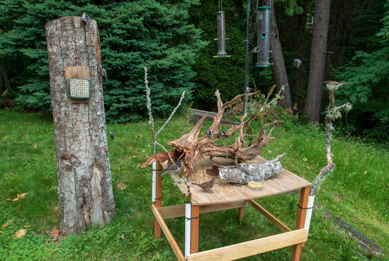 Backyard bird photgraphy setup by Gerrit Vyn.