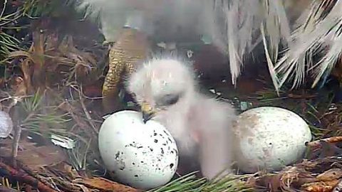 First Red-tailed Hawk chick, Bird Cams 2012