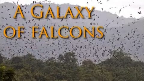A Galaxy of Falcons