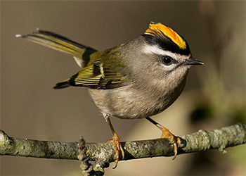 Golden-crowned Kinglet by Gregory Lis via Birdshare