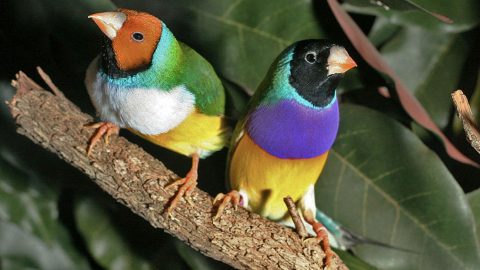Gouldian Finch Yellow Black by Nigel Jacques, Creative Commons License