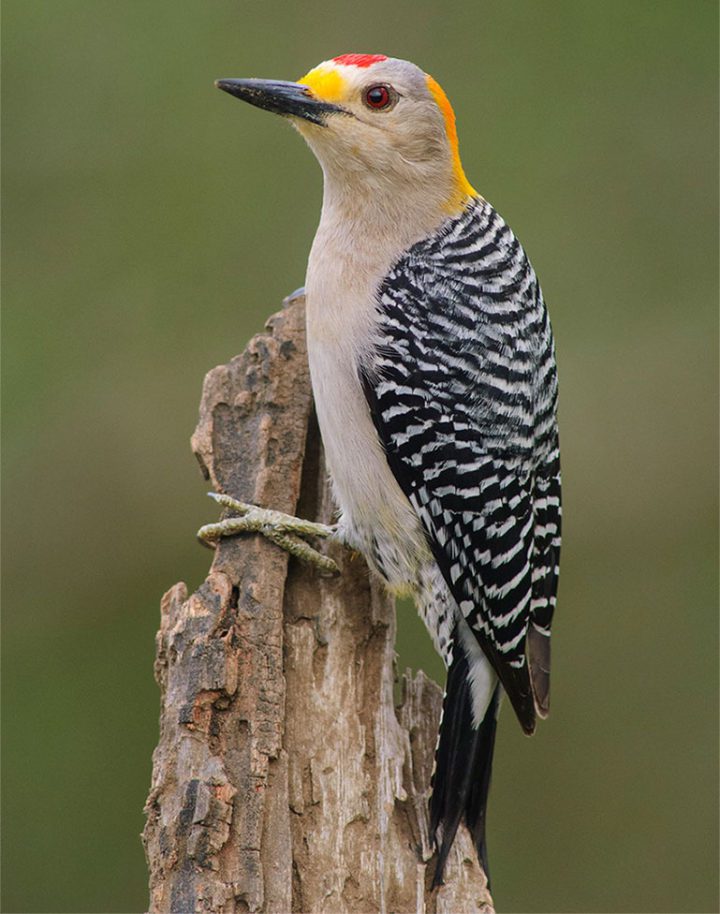 Golden-fronted Woodpecker by Gerrit Vyn
