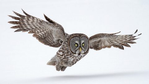 Great Gray Owl by Bill McMullen via Birdshare