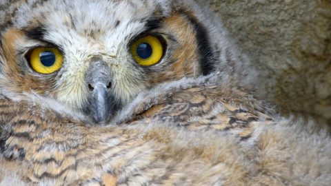 Great-horned Owl juvenile, by Gerrit Vyn