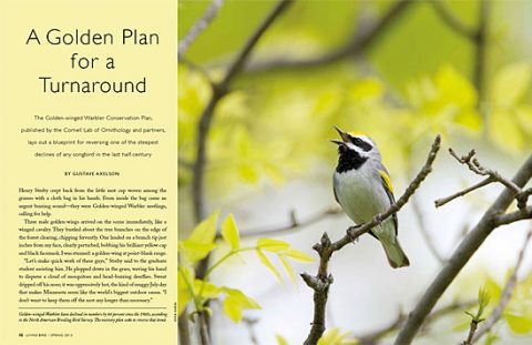 Golden-winged Warbler conservation plan