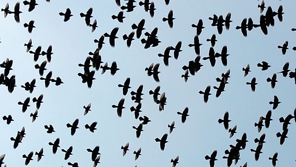 grackles and starlings in flight