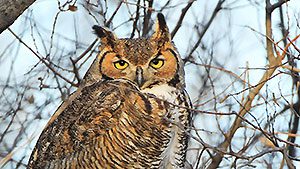 Great Horned Owl by Troy Calverley