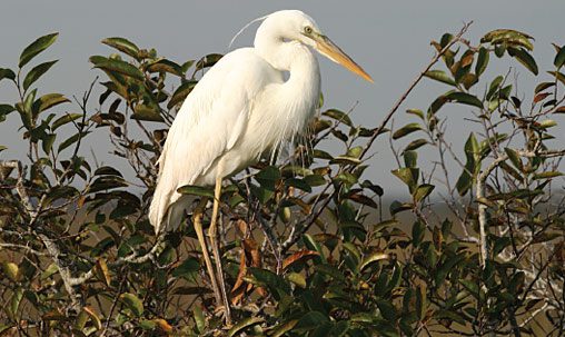 Great White Heron (breeding adult), Florida, December. Difficult to age without the presence of plumes. Note head plumes on breeding bird, which help distinguish it from Great Egret. Photo by Martin Meyers.