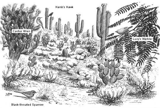 sketch of sonoran desert habitat and birds