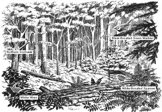 sketch of mixed forest habitat and birds