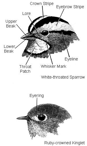 field marks of the head white-throated sparrow
