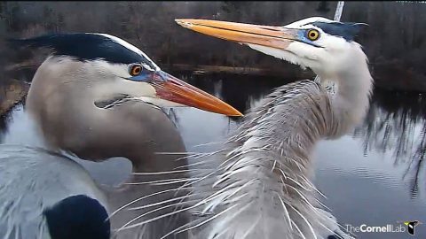 great blue herons at sapsucker woods pond via Bird Cams