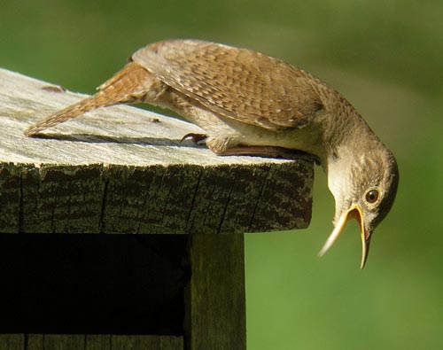 House Wren digiscoped