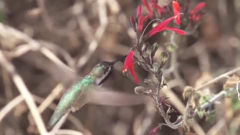 Hummingbird at flower