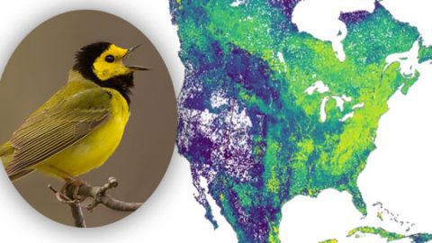 Migrants map, Hooded Warbler by Corey Hayes