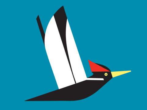 color block illustration of a back and white bird with a red crest.