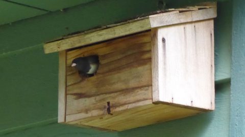 Dark-eyed Junco using a nest box, by Melissa Sherwood