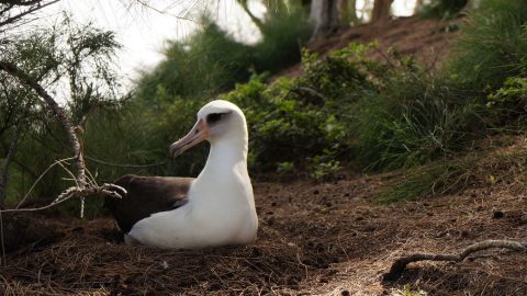 laysan albatross at nest in Kauai Hawaii