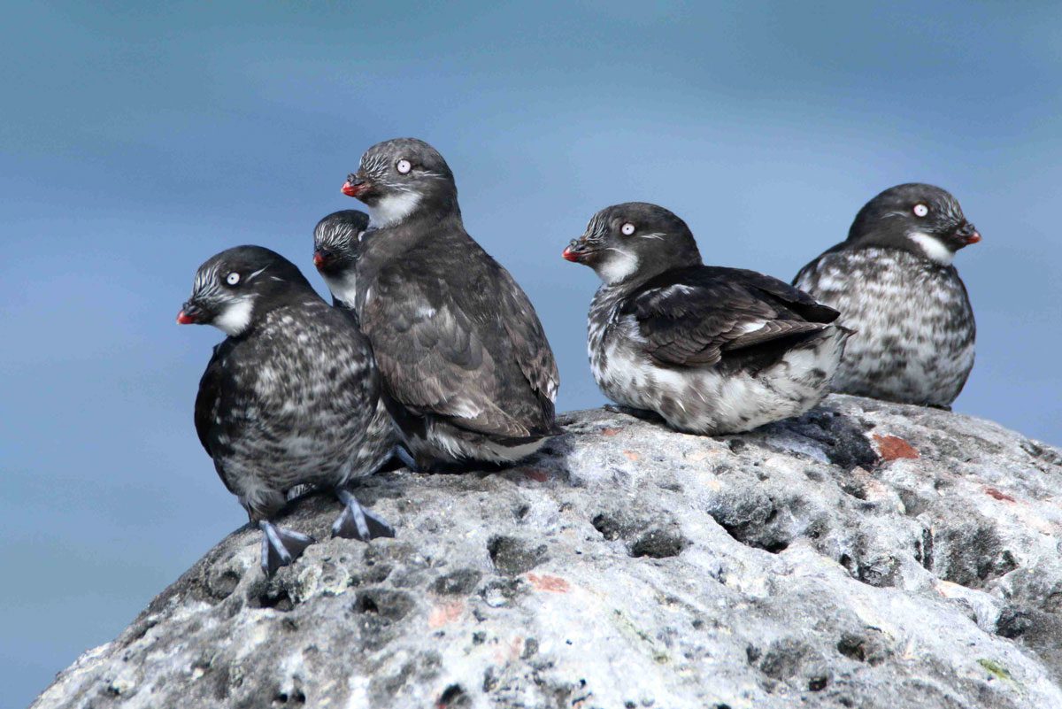 Least Auklets on nearby St Paul's Island. Photo by Ken Oeser/Macaulay Library.
