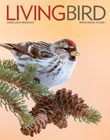Living Bird Winter 2020, cover, Common Redpoll by Mike Lentz.