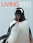 Living Bird winter 2016, photo of Gentoo penguins by Chris Linder
