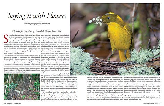 Golden Bowerbird behavior