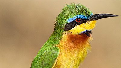 Little Bee-eater in Langano in Ethiopia. Photo by Luke Seitz.