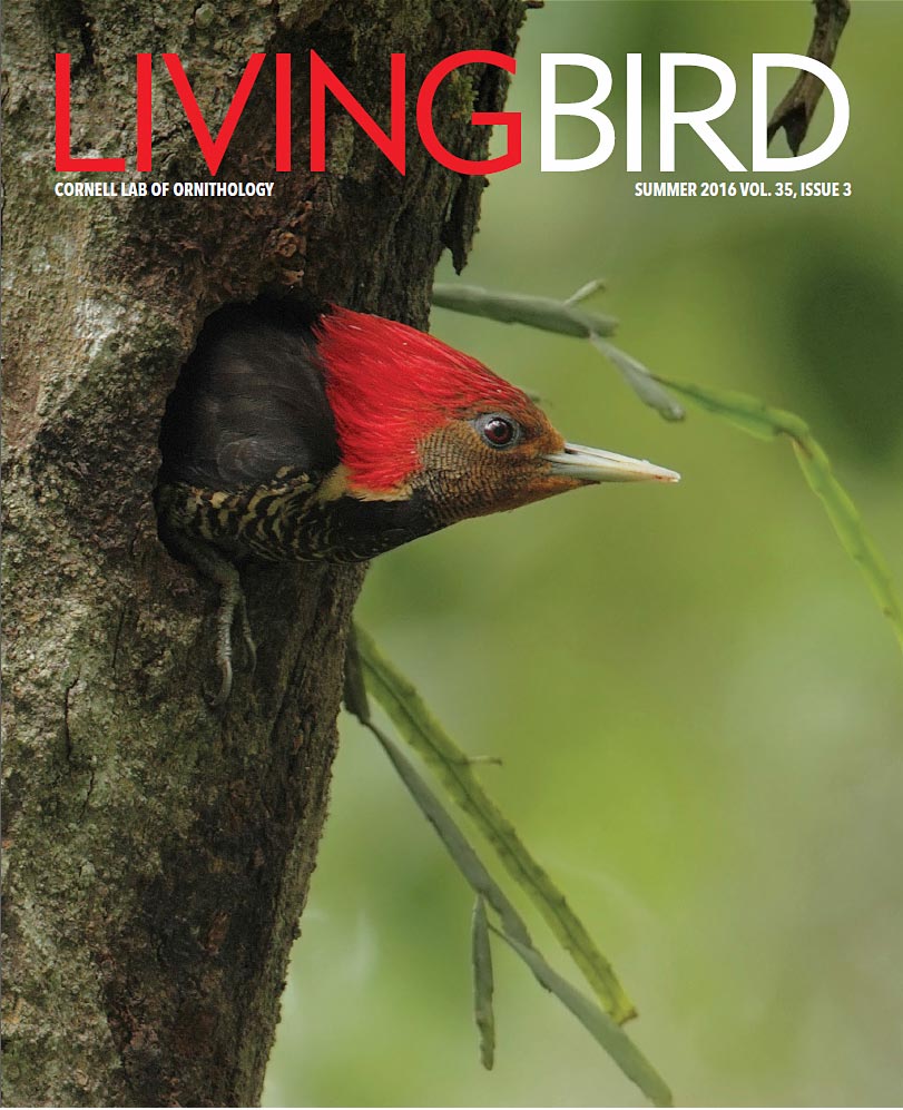 Living Bird summer 2016 cover