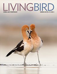 Living Bird, summer 2020 cover, American Avocets by Melissa Groo.