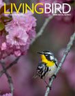 Living Bird, Spring 2021 cover: Yellow-throated Warbler by Ray Hennessey.