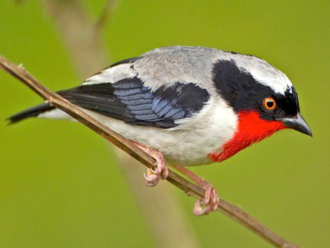 Cherry-throated Tanager on branch