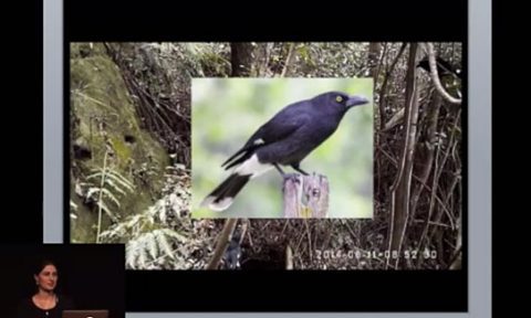Monday Night Seminar by Dr. Anastasia Dalziell: In Australia, Superb Lyrebirds Combine Vocal Mimicry With Complex Dance Steps