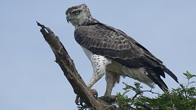 Martial Eagle in Uganda by Noah Strycker