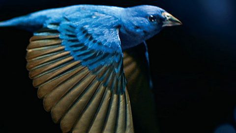 A Indigo Bunting on the poster for the film The Messenger
