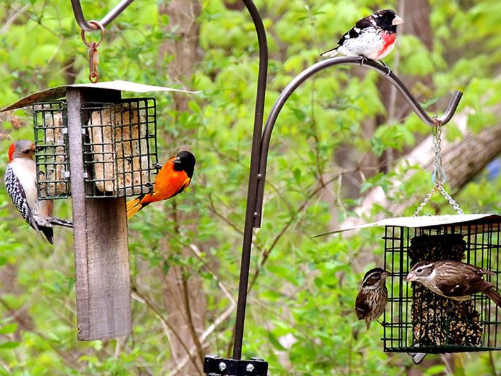 Most birds will eat suet when they need “energy” food