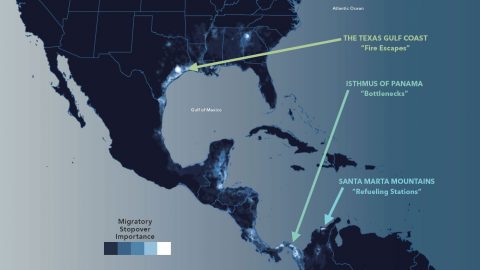 Migration stop over map. Map graphic by Jillian Ditner and Matt Strimas-Mackey.
