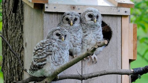 barred owls at nest box via Cornell Lab Bird Cams