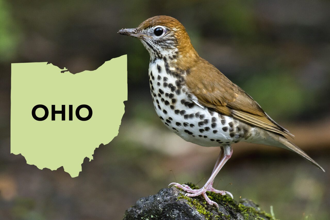 A russet-backed, spotted chest bird stands on a rock with a silhouette of Ohio state.
