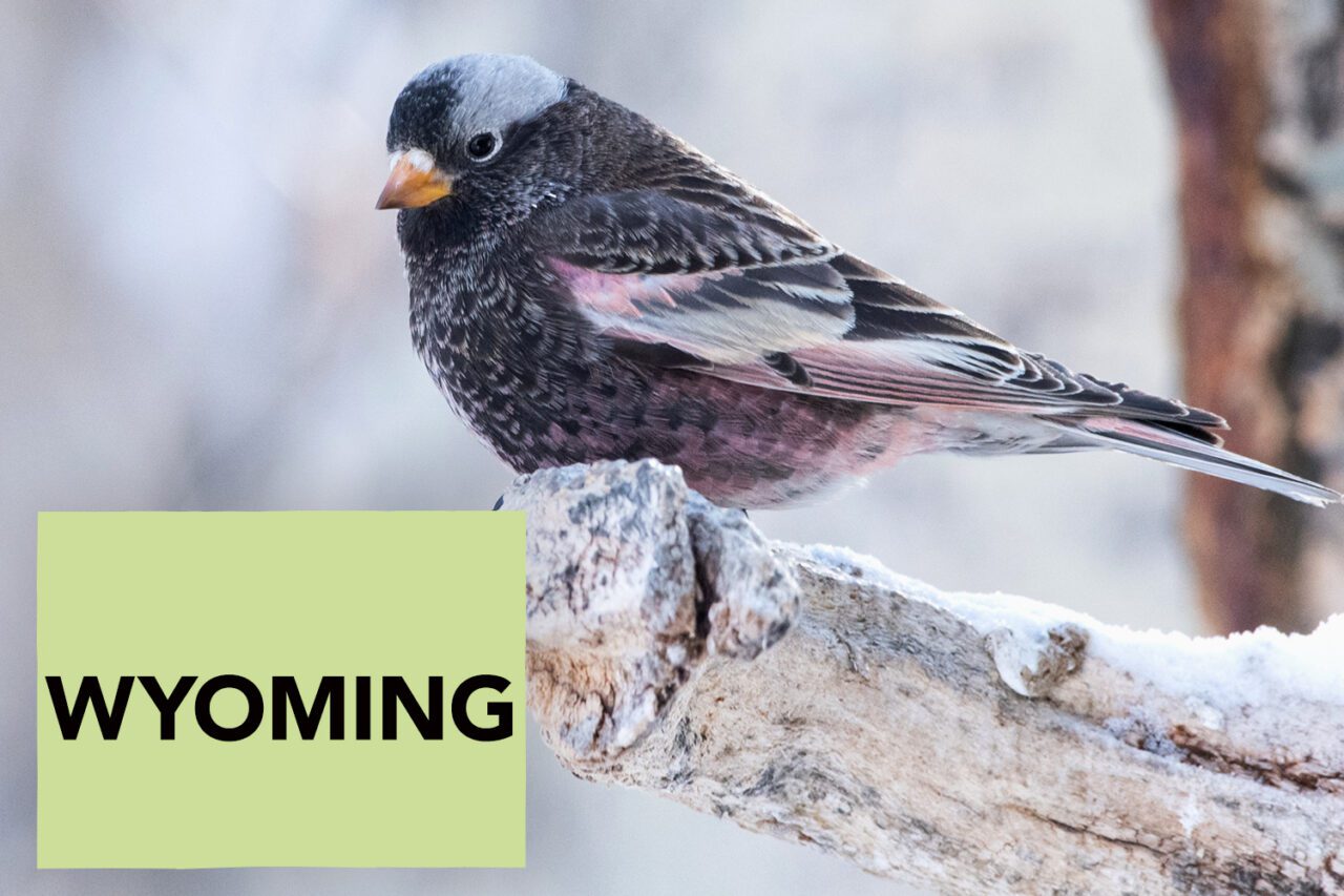 A black, small bird with gray head, orangey, conical bill, pinkish belly and touches of pink on the wings stands on a snowy branch.