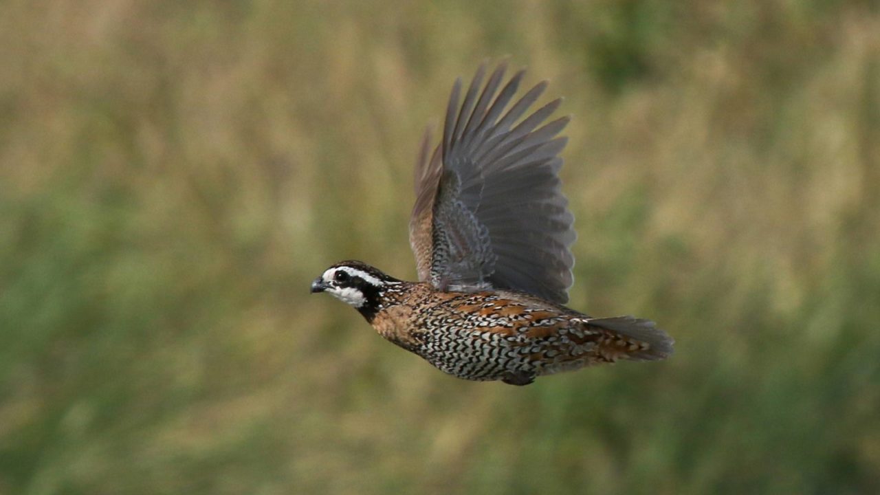 A Northern Bobwhite with brown and black body and a white-and-black face flies across a field.