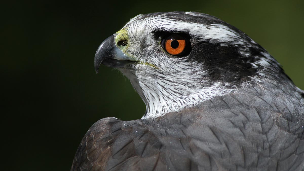 close up of head and shoulders of an adult goshawk with a fierce reddish eye and hooked bill