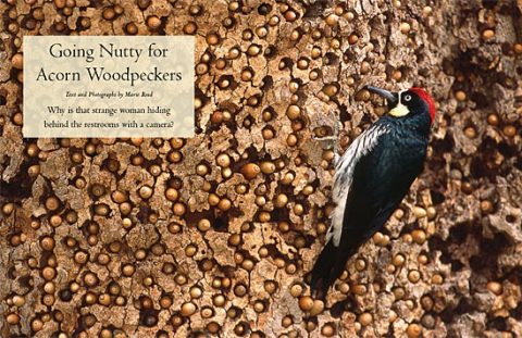 photogenic Acorn Woodpecker