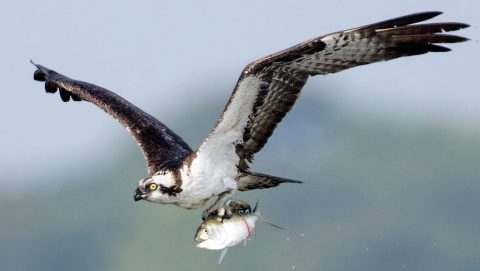 Osprey flying with fish by Melissa Groo