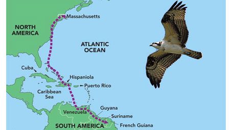 Backpacking Ospreys: Following their migration