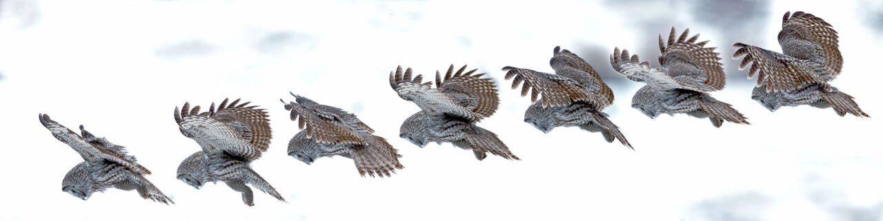 A montage of owl photos as it focuses on something below.