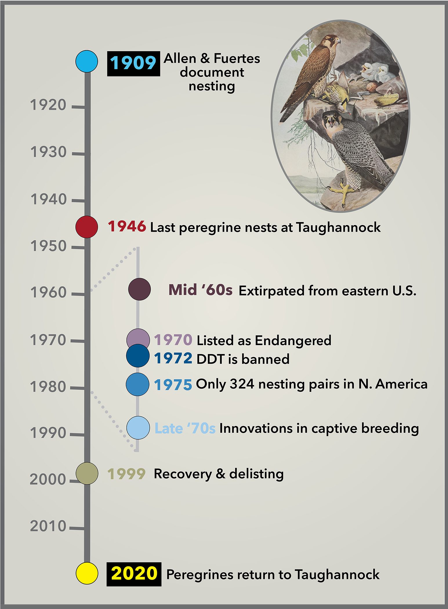 Timeline of peregrine activity in Taughannock Falls and in North America. ​Peregrine Falcon artwork by Louis Agassiz Fuertes. Modified graphic from Jillian Ditner original
