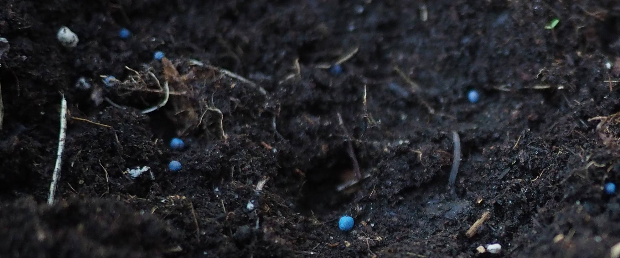 canola seeds coated with blue pesticides scattered against dark tilled soil