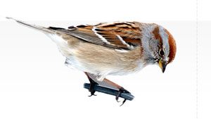 How to Tell an American Tree Sparrow from a Chipping Sparrow